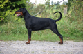 Gracia Stella di Campovalano - Dobermann - Lars Bücker