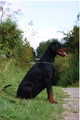 Gracia Stella di Campovalano - Dobermann - Lars Bücker