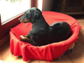 Gracia Stella di Campovalano -Dobermann - Lars Bücker